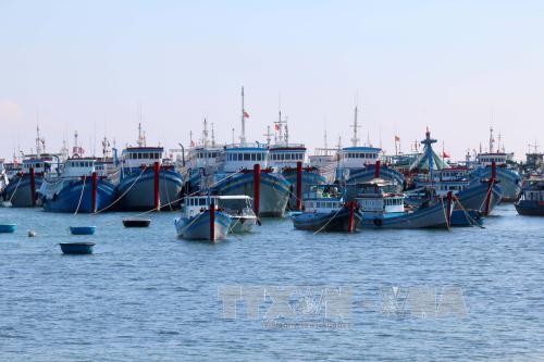 Khởi công khu neo đậu tránh trú bão cho tàu cá đảo Phú Quý ảnh 1